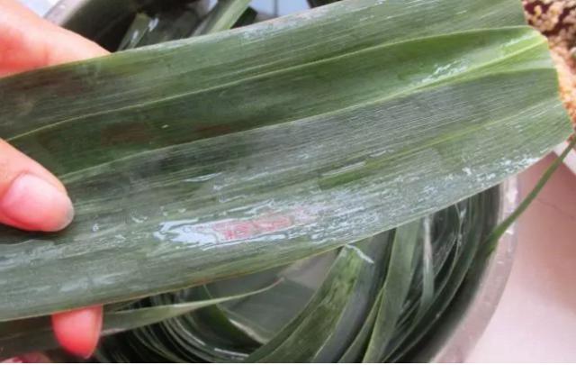 桑植金橋粽葉收購,桑植金橋粽葉加工,桑植金橋粽葉銷售,桑植金橋粽葉